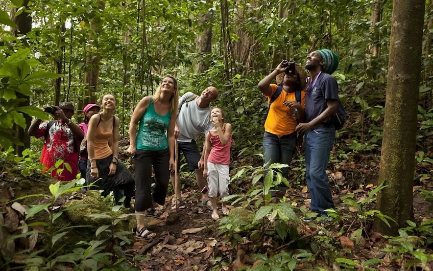 rain-forest-st-lucia