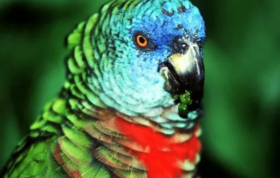Bird Watching 3