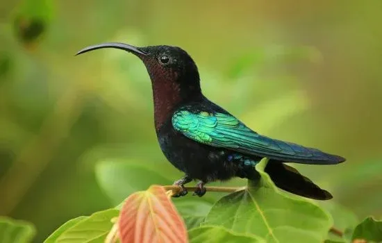 Bird Watching 6