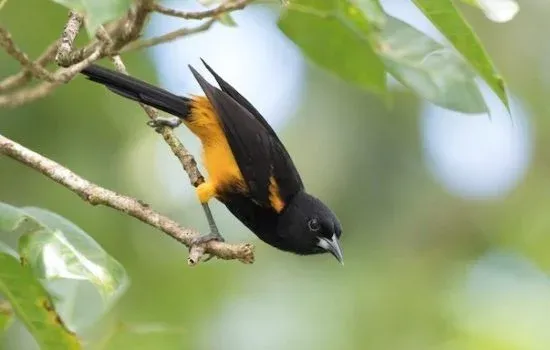 Bird Watching 4